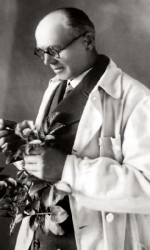 První růží byla „Máňa Böhmová“