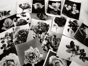 Růže krále z Blatné