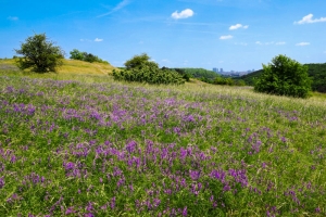 Butovické hradiště