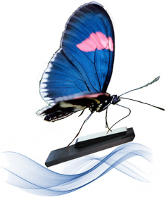 Příběh kláves, umění a krásných nauk